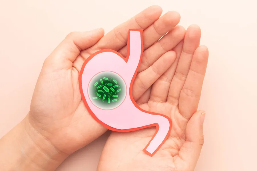 H-pylori-Infection-Clinic Hands holding an illustration of H-Pylori infection in the gut. Get treatment for H-Pylori infection from Guerda Johnson, FNP-C in Tyler East Texas Area.