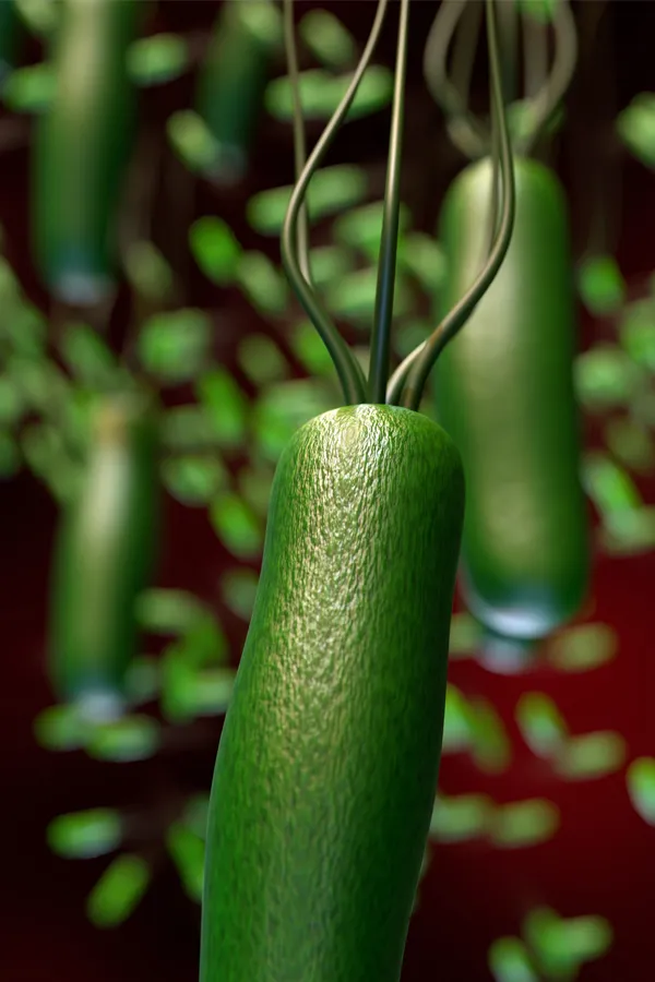 H-pylori-Infection-Treatment 3D illustration of H-Pylori infection in the gut. Get treatment for H-Pylori infection from Guerda Johnson, FNP-C in Tyler East Texas Area.