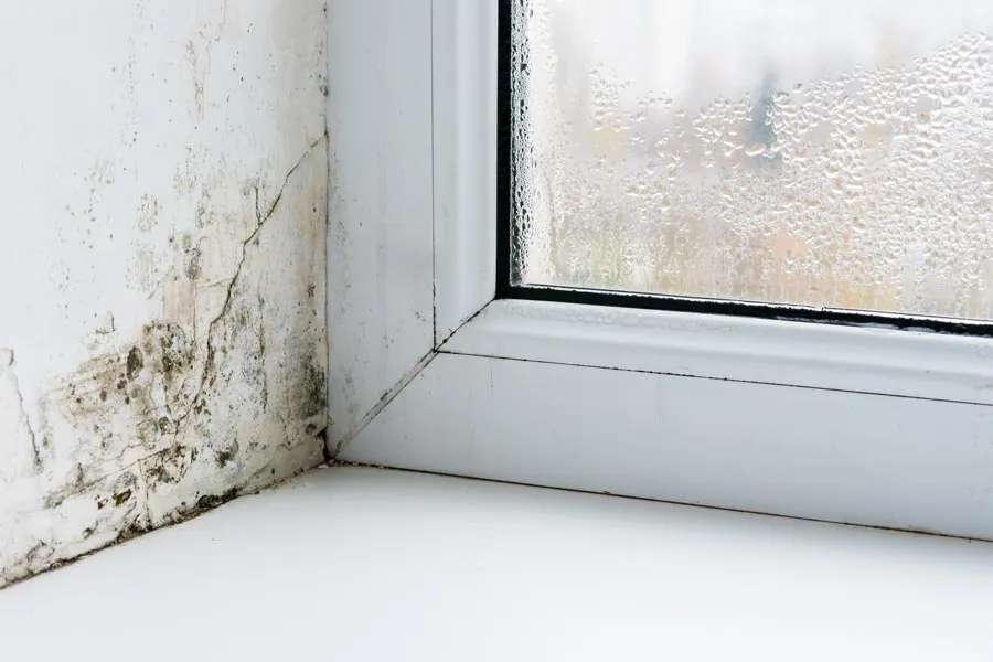Mold-and-Mycotoxin-Clinic Mold buildup in the corner of a window sill. Get treatment for mold and mycotoxin illness from Guerda Johnson, FNP-C in Tyler East Texas Area.